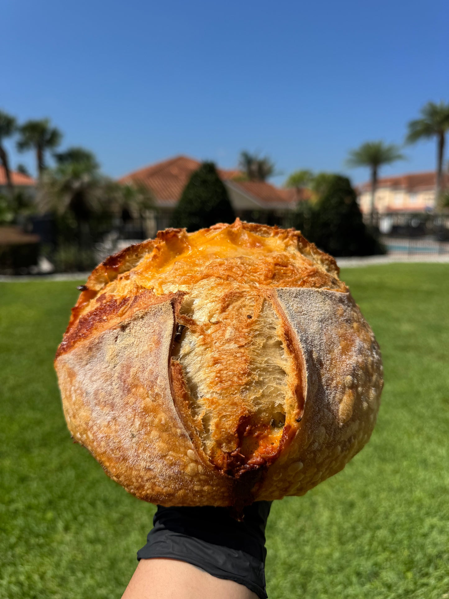 Organic Cheddar and Jalapeno Sourdough